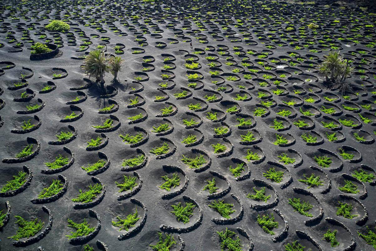 La Geria landscape with vines planted in volcanic ash